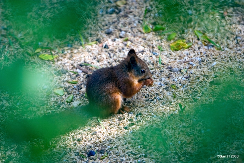 8775.jpg - A squirrel in the park