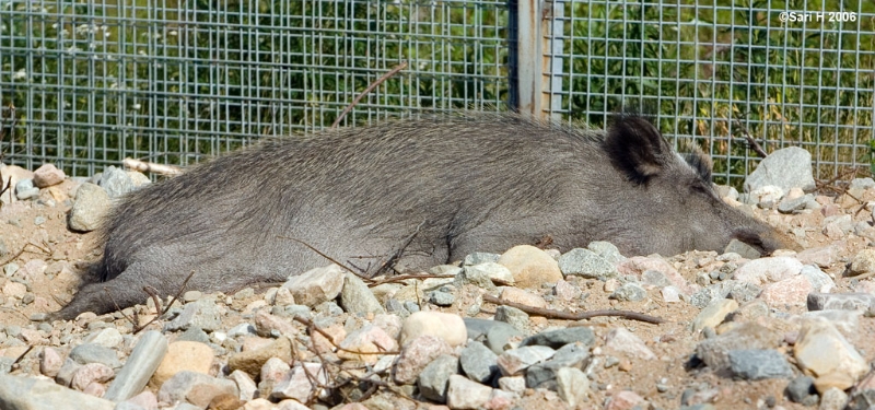 8780.jpg - A wild boar taking a nap
