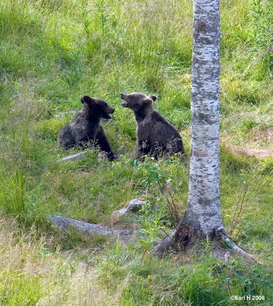 8784.jpg - Brown bear cubs
