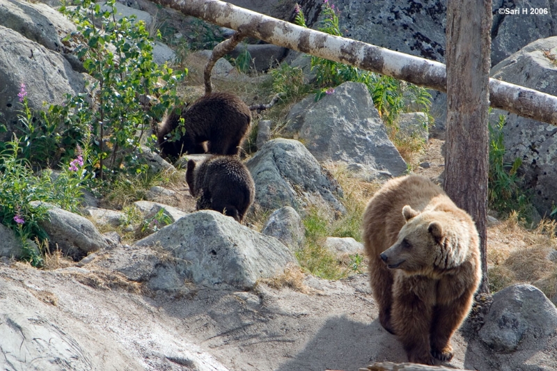 8800.jpg - A bear mother and her cubs