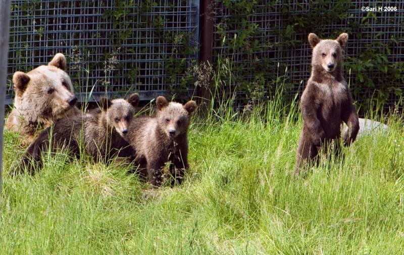 8869.jpg - Cubs and her three cubs