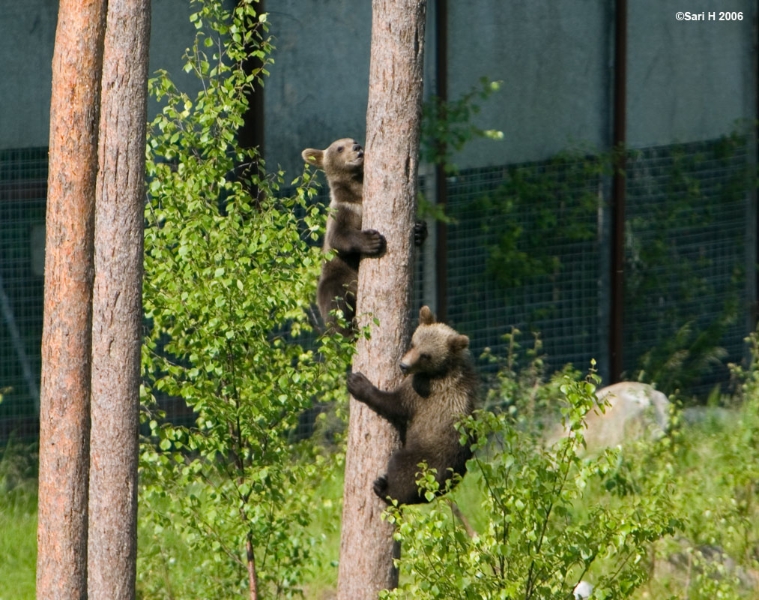 8871.jpg - Two bear cubs climbing the tree