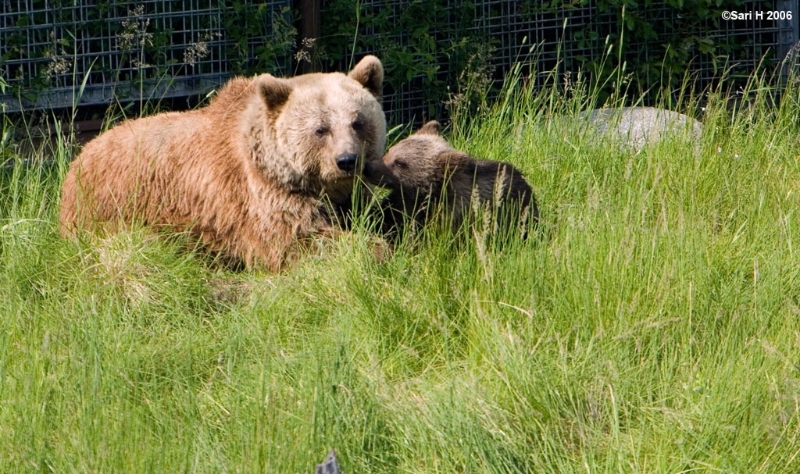8892.jpg - One cub with it's mother