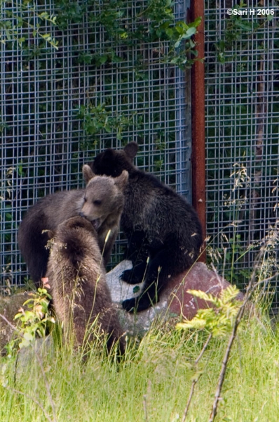 8898.jpg - Bear cubs planning an escape