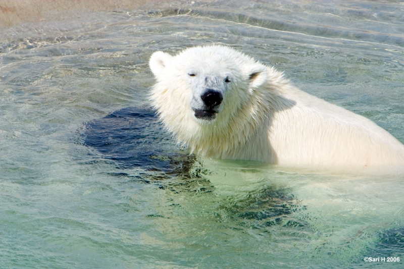 8940.jpg - Enjoying water