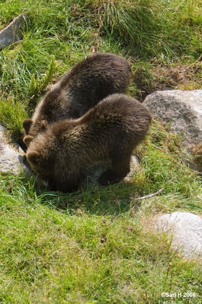 9071.jpg - Two bear cubs digging