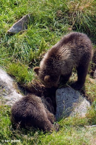 9076.jpg - Two bear cubs digging
