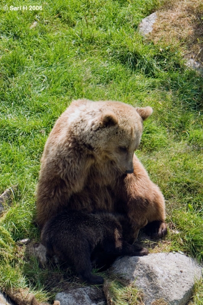 9120.jpg - A cub looking for milk