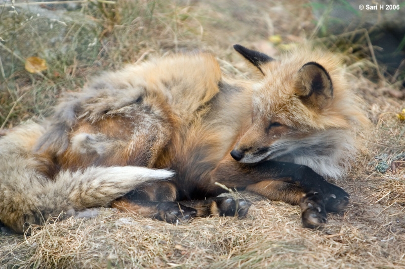 9172.jpg - A fox