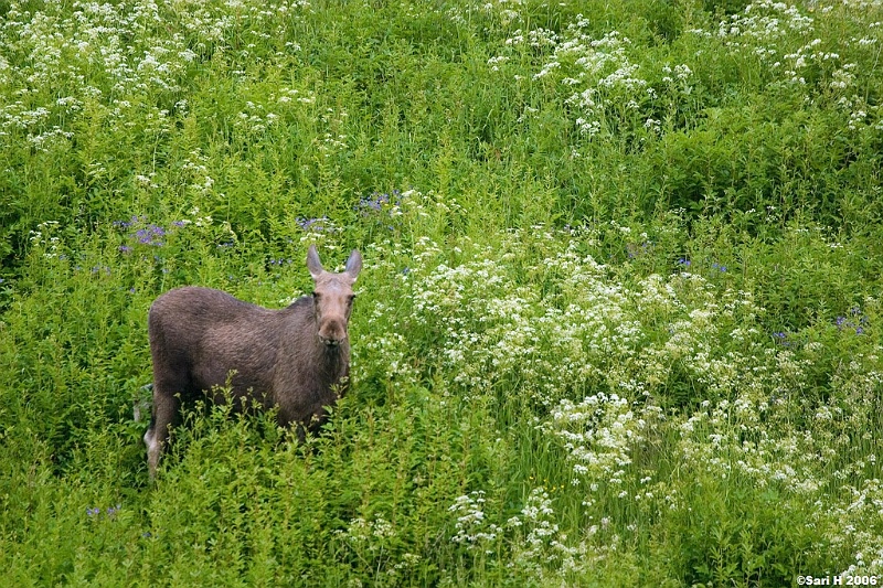 2006_07_06_01.jpg - A moose near Saltstraumen