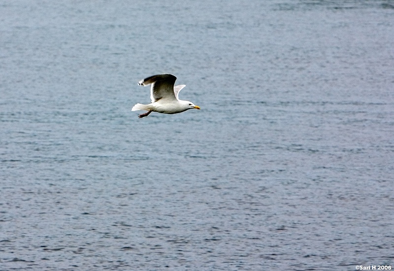 2006_07_06_17.jpg - A seagull