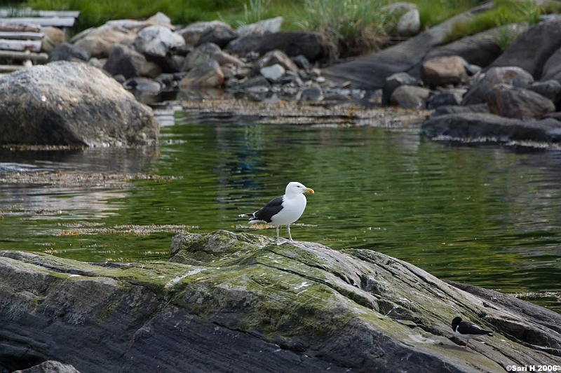 2006_07_06_21.jpg - A seagull