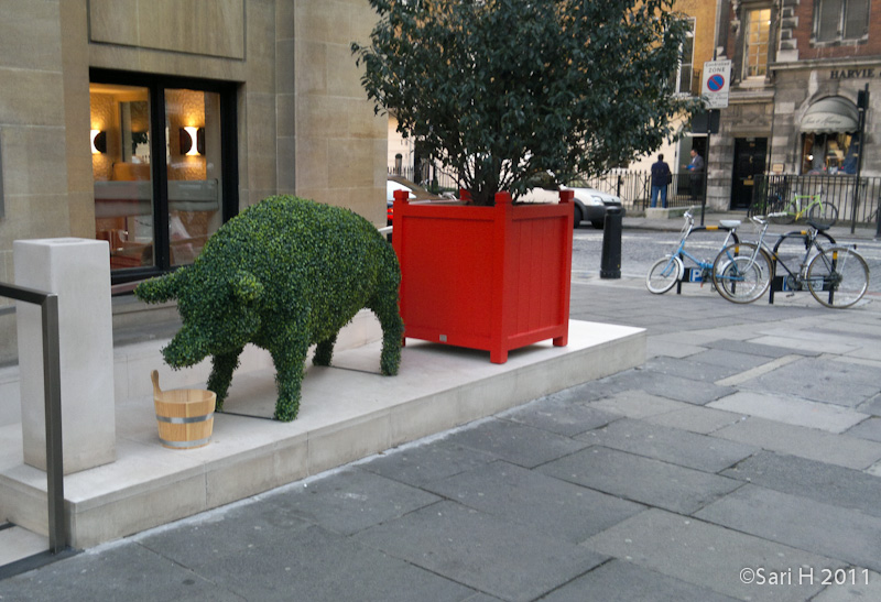 01112011759.jpg - A bushy pig