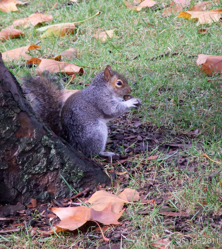 DSCF3568.jpg - A squirrel at St. James's park