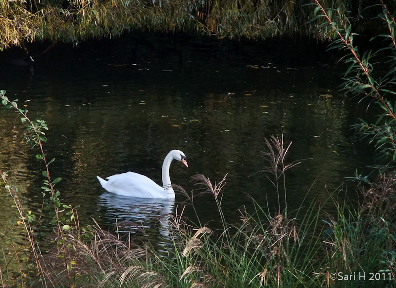 DSCF3582.jpg - A swan at St. James's Park
