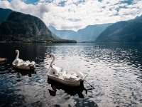 Big swans  Big swans on the lake : 2016, AUT, Austria, Fujifilm, Hallstatt, Itävalta, LG G3, Oberösterreich, UNESCO, digital image, historia, history, kaupunki, kesäloma, phone image, summer holiday, town