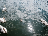 Small swans  Smaller swans (and a duck) on a lake : 2016, AUT, Austria, Fujifilm, Hallstatt, Itävalta, LG G3, Oberösterreich, UNESCO, digital image, historia, history, kaupunki, kesäloma, phone image, summer holiday, town