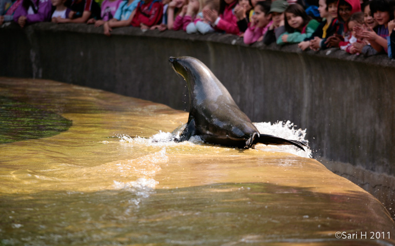 berlin-47.jpg - Berlin zoo, a seal of some form performing