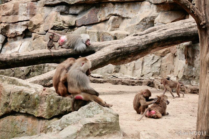 berlin-57.jpg - Berlin zoo, baboons