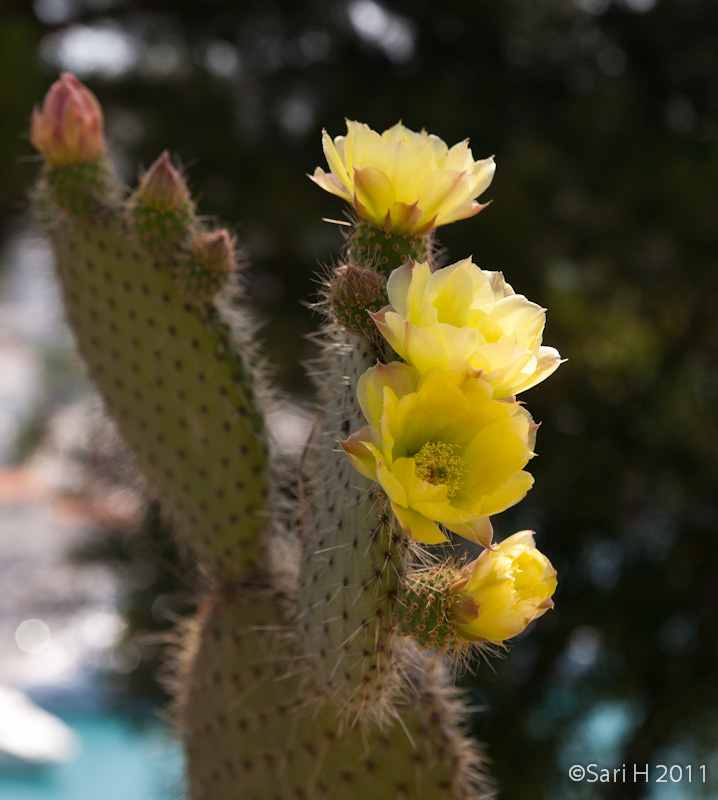 nizza-16.jpg - A cactus blooming