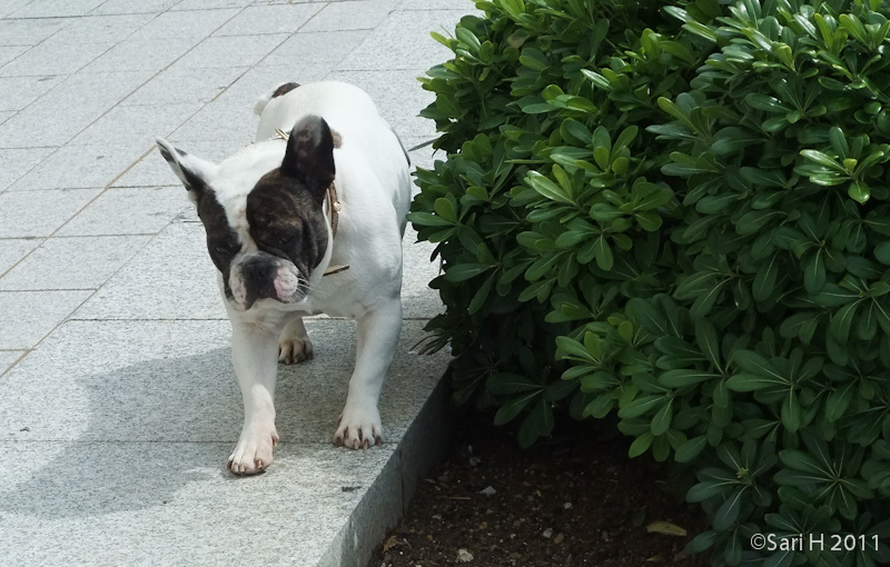 biarritz-31.jpg - A dog taking a leak