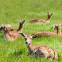 A row of bambis on the field