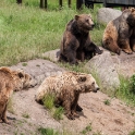 Brown bear feeding time