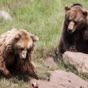 Brown bear feeding time