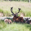 Nice antler