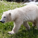 Siku, the hand-fed polar bear cub