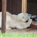 Siku, the hand-fed polar bear cub