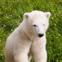 Siku, the hand-fed polar bear cub