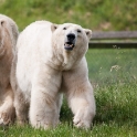 Polar bears