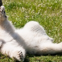 Siku, the hand-fed polar bear cub