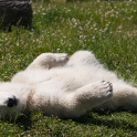 Siku, the hand-fed polar bear cub