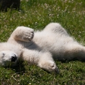 Siku, the hand-fed polar bear cub