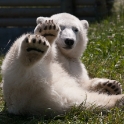 Siku, the hand-fed polar bear cub