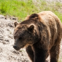 Brown bear