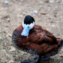 Ruddy Duck. No, he's not cold.