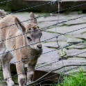 Very cute little goatling behind the fence