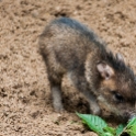 Musk hog piglet, or is it a cub?