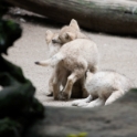 Wolf cubs playing