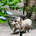 Wolf cubs playing