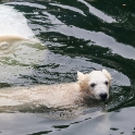 Anori enjoying the water