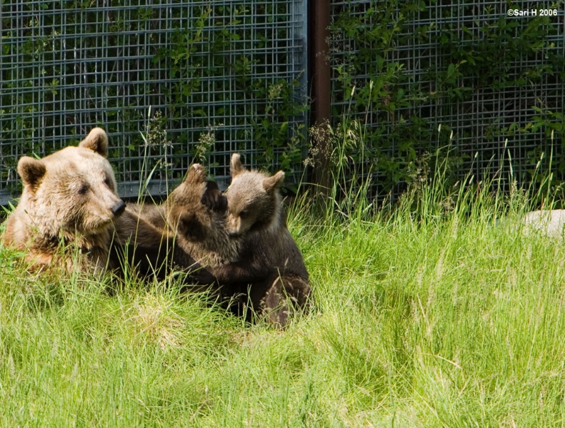 8853.jpg - Cubs playing beside their mother