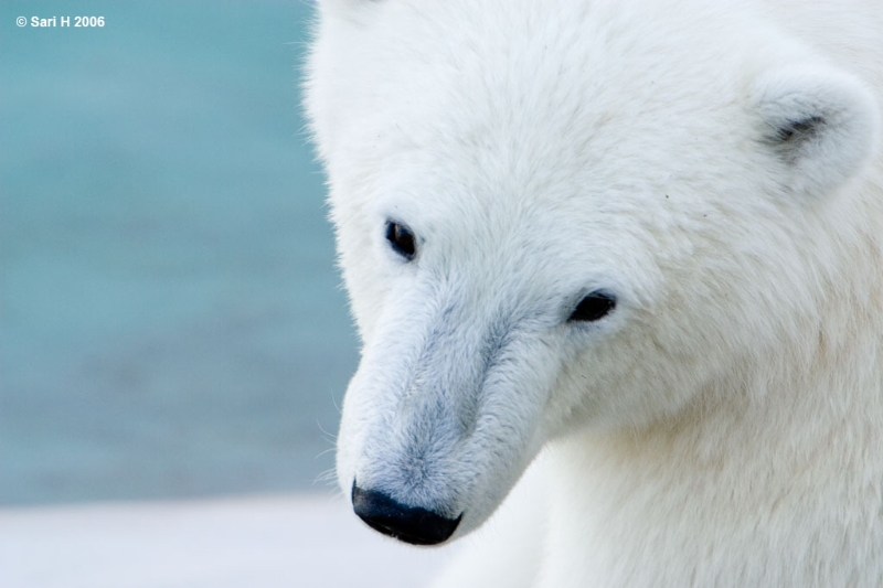 9131.jpg - Cute young polar bear